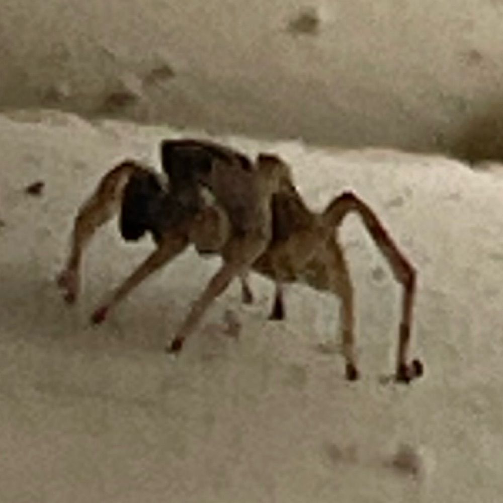 critterbug