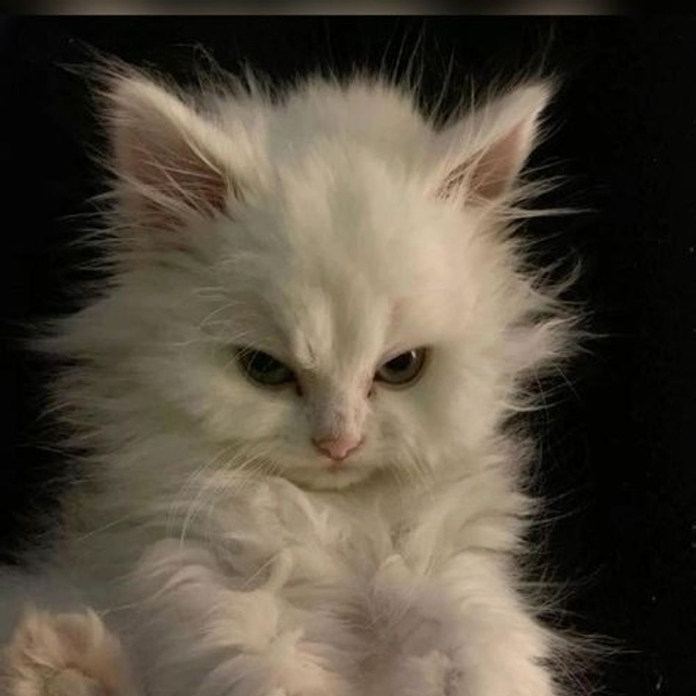 daily cats 🩷