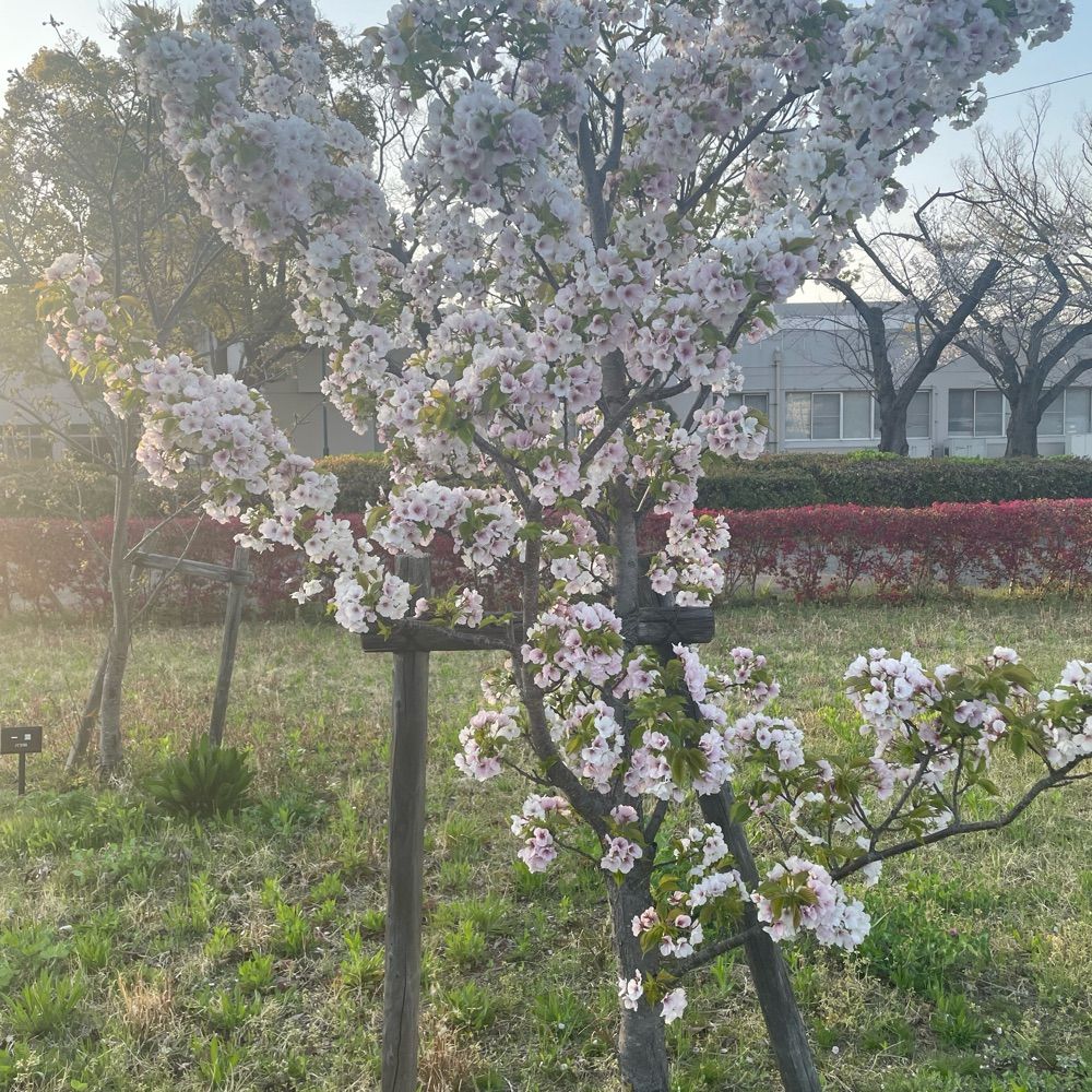 にほんのだれか