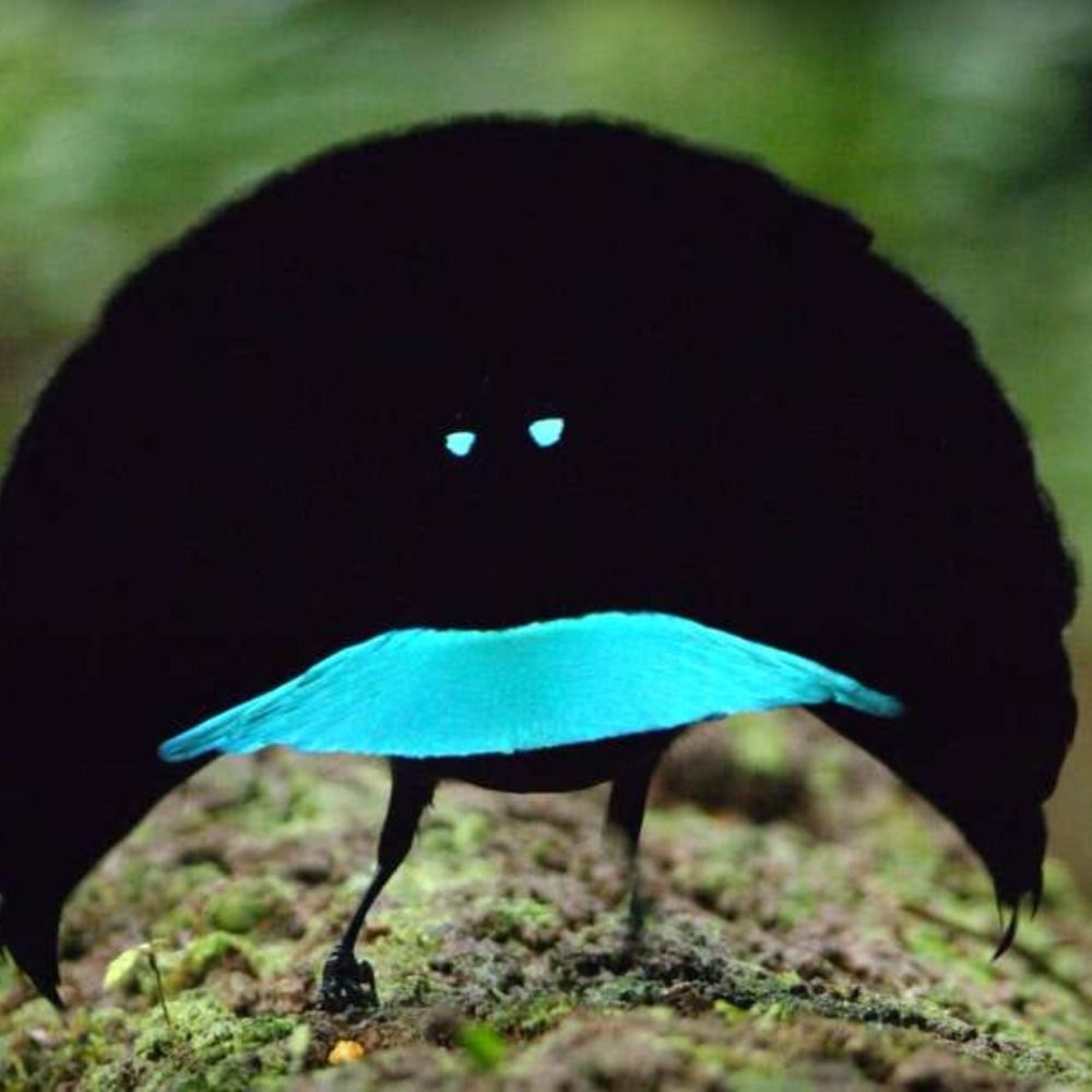 bird enthusiast