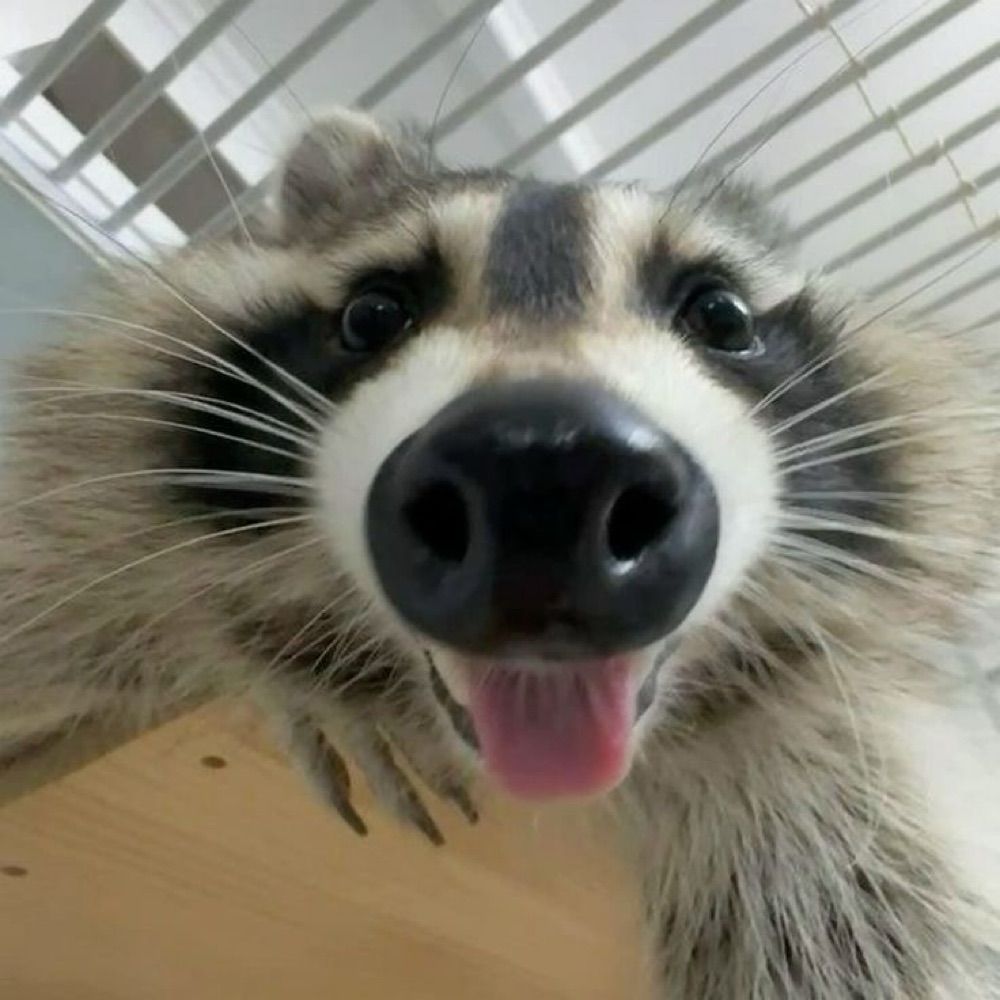 Oli