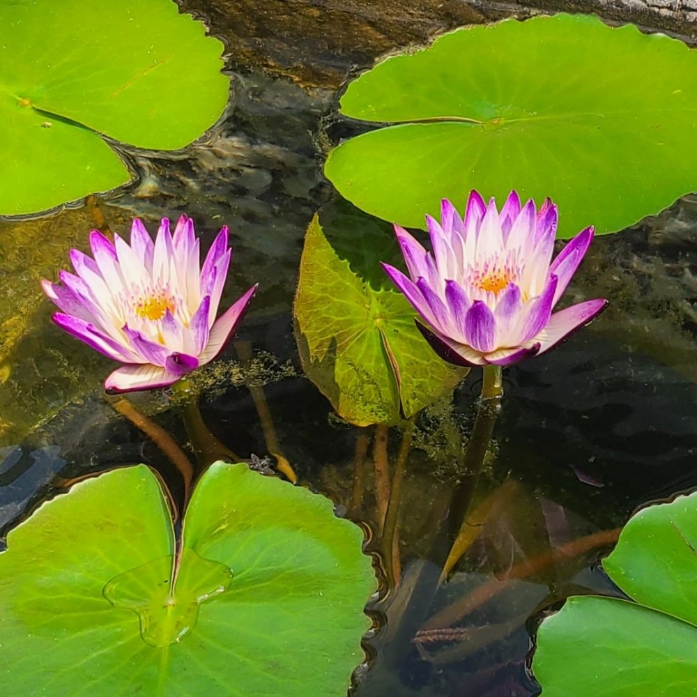 シグ