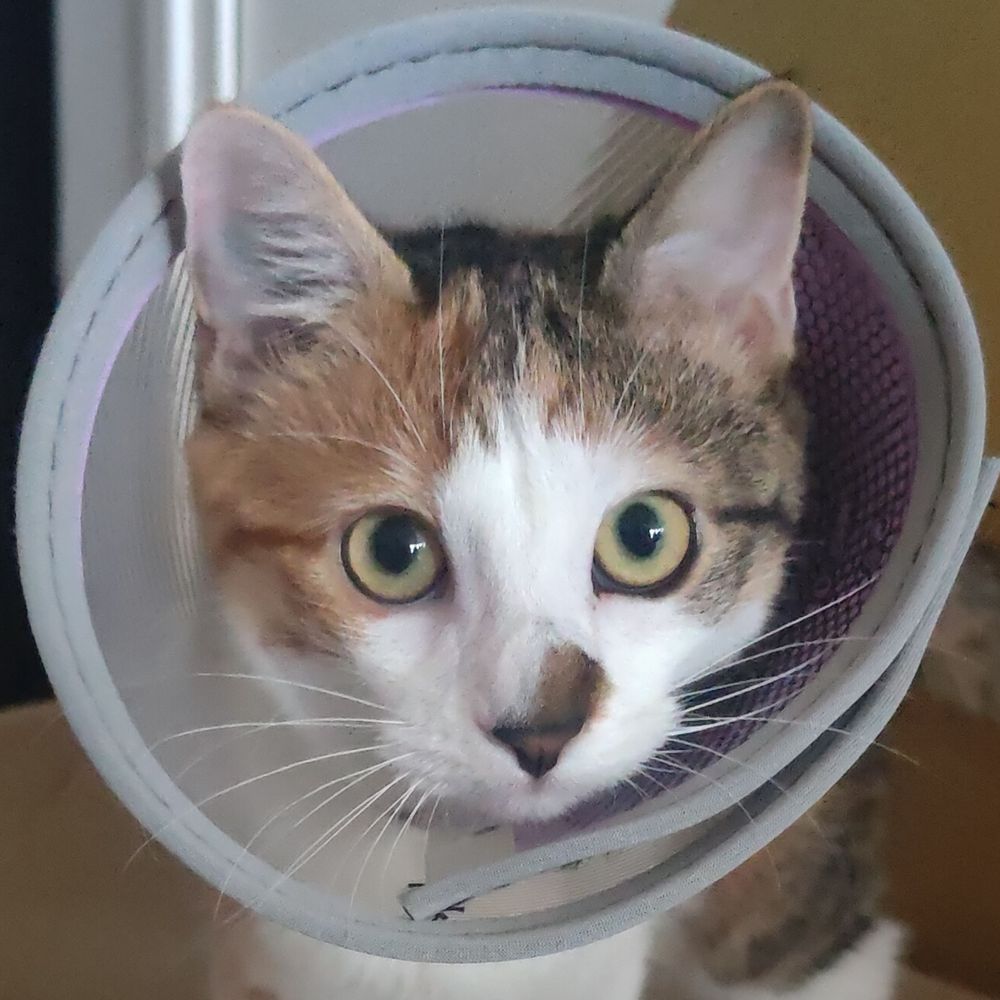 Felena