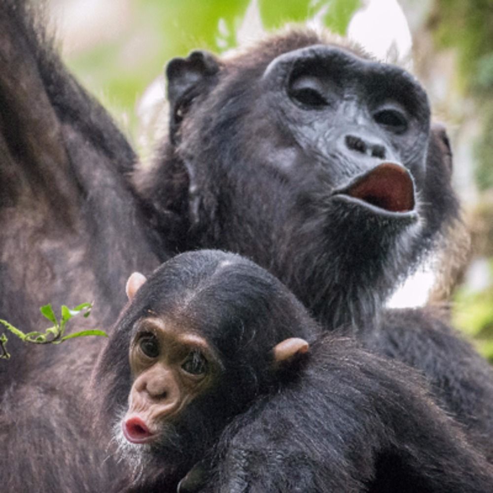 Comparative Cognition Neuchâtel