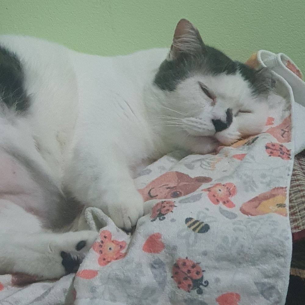 My beloved cats 
