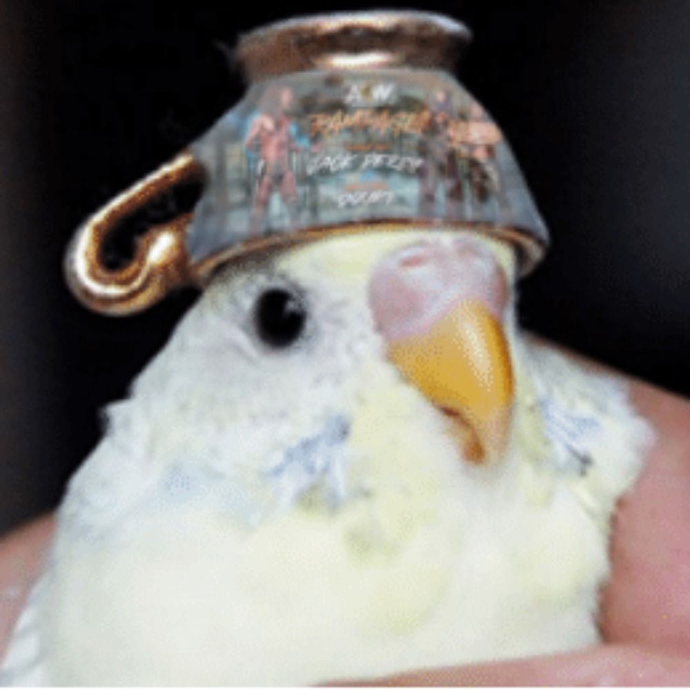 Birb Guy