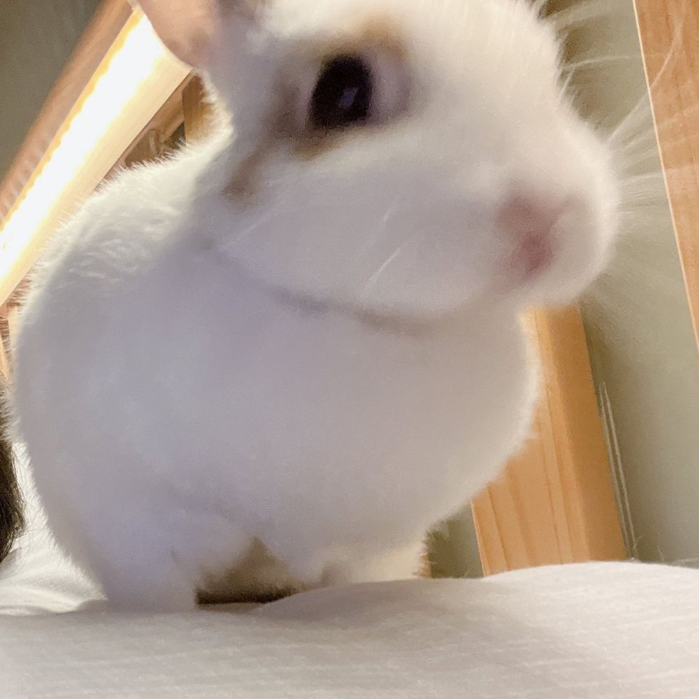 🐰모룽🍀