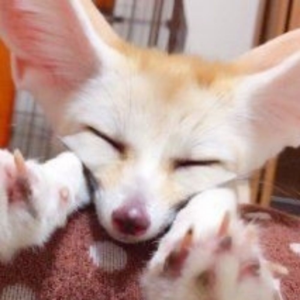 SHAYO 샤요 → FAUN5 ✨