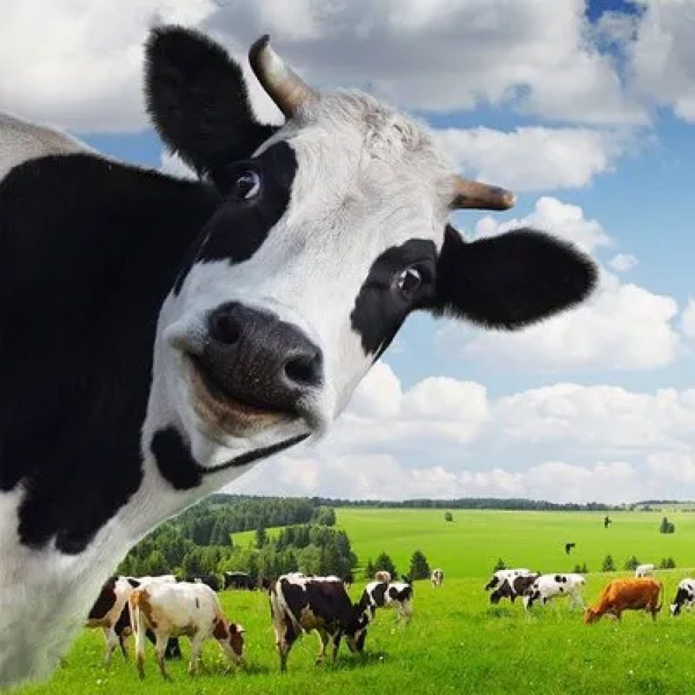 Profile picture devincow.bsky.social