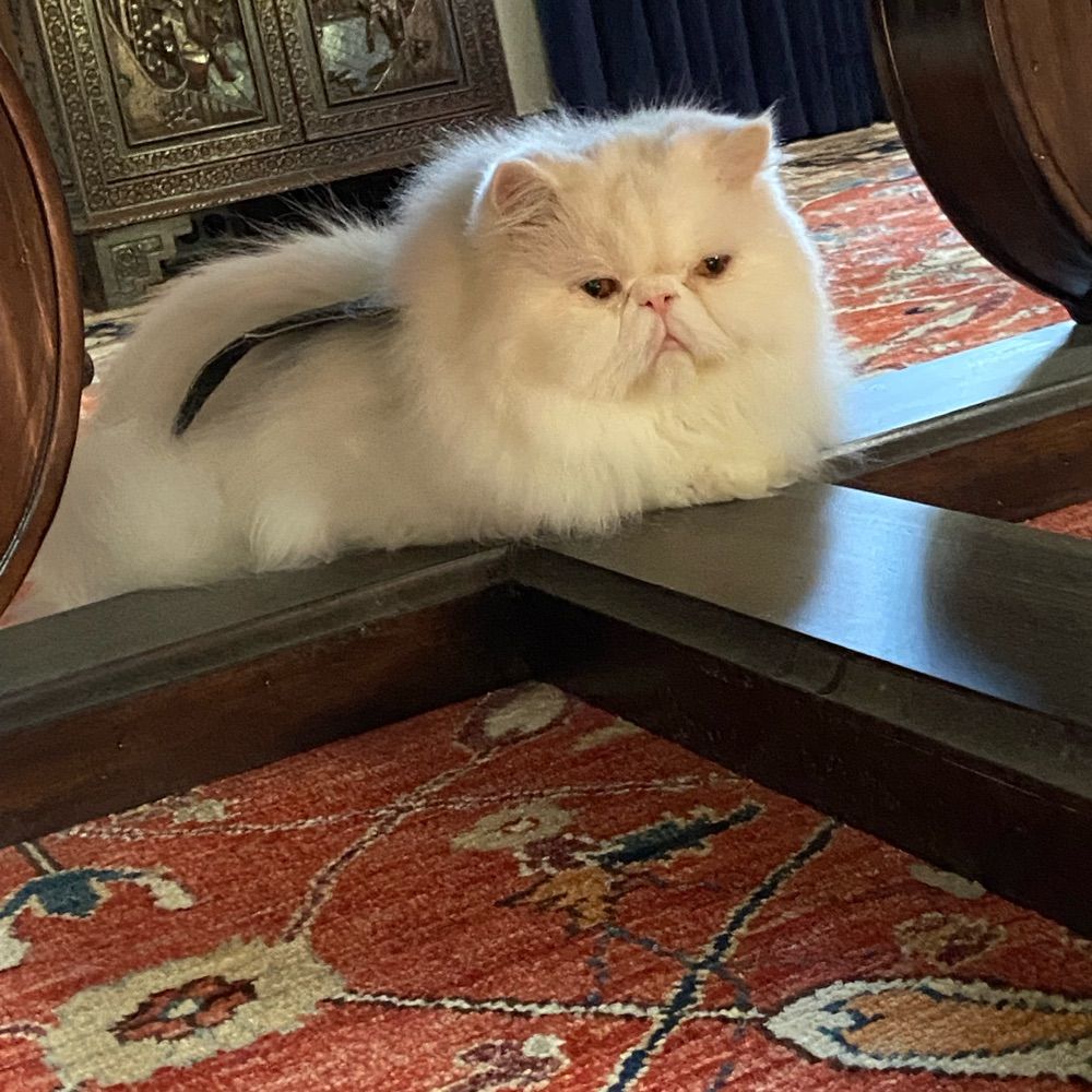 Floofo the Cat and Susan