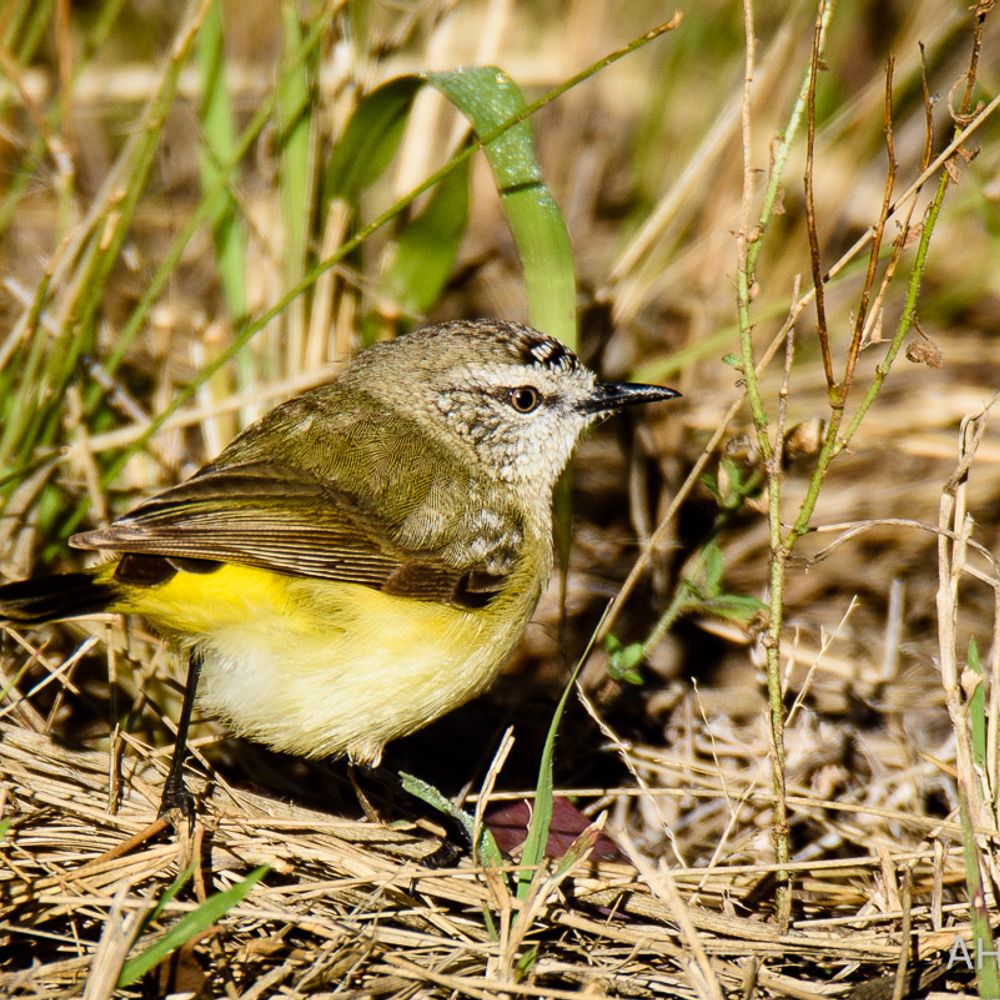 Thornbill 