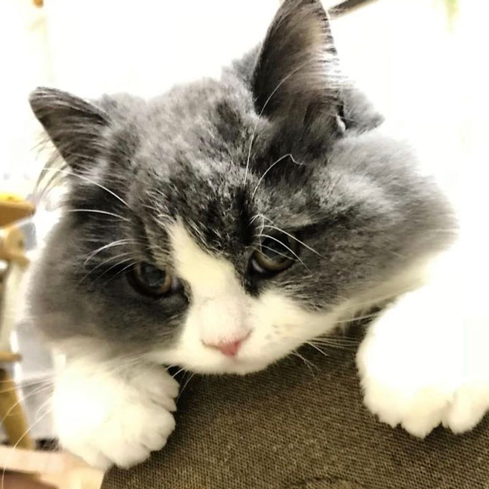 らう🐈‍⬛チンチラペルシャ😺顔はろあ。