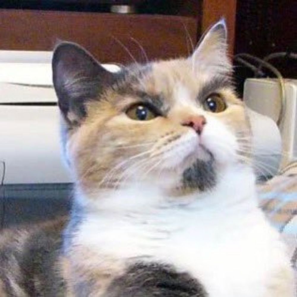Catin Catonovich Meowin
