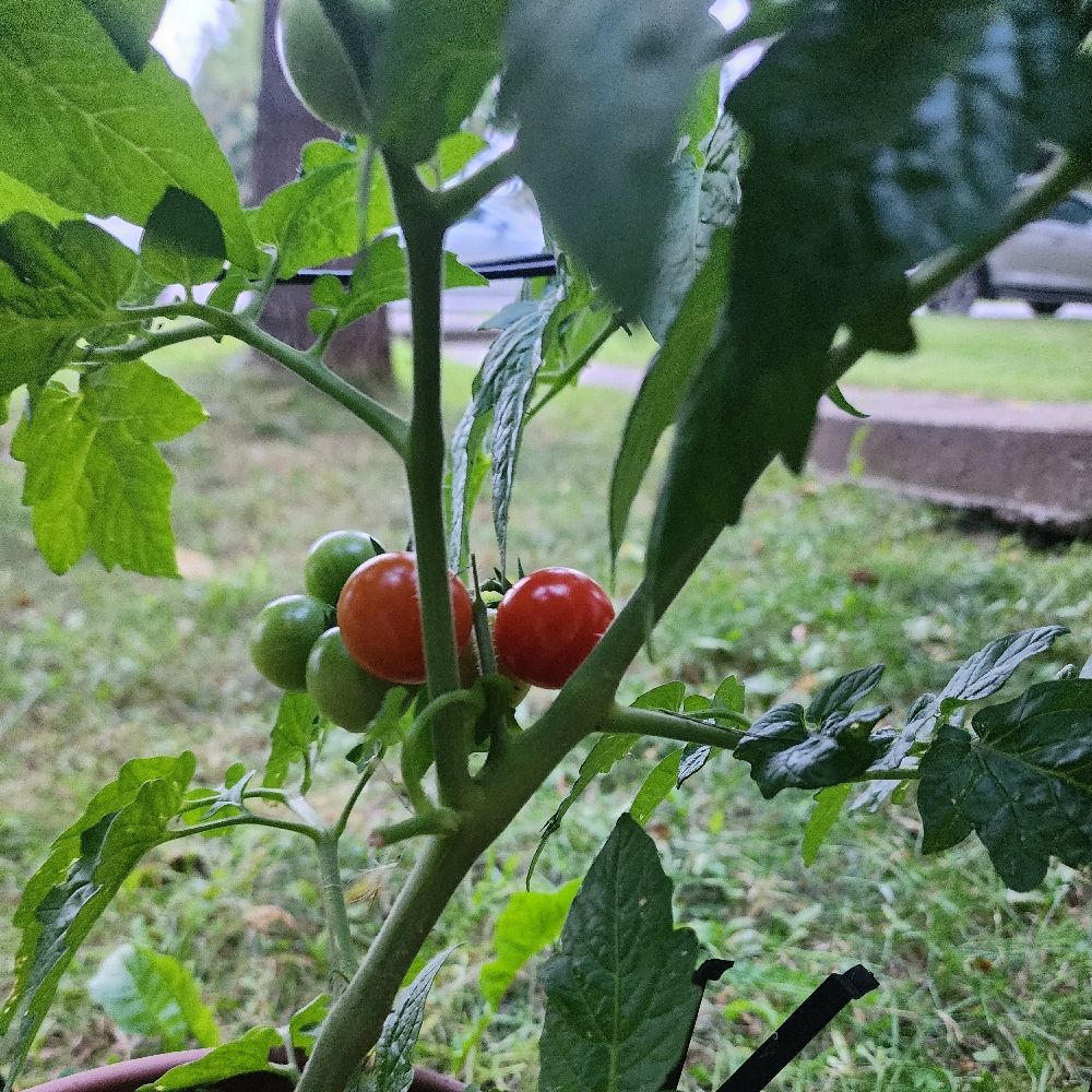 Tomate🍅🌿🐌