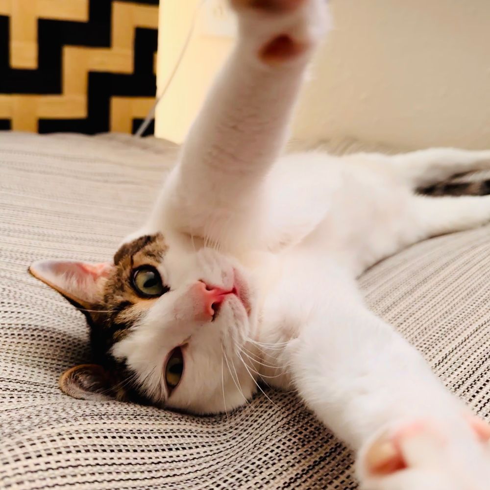 Jack the Cat