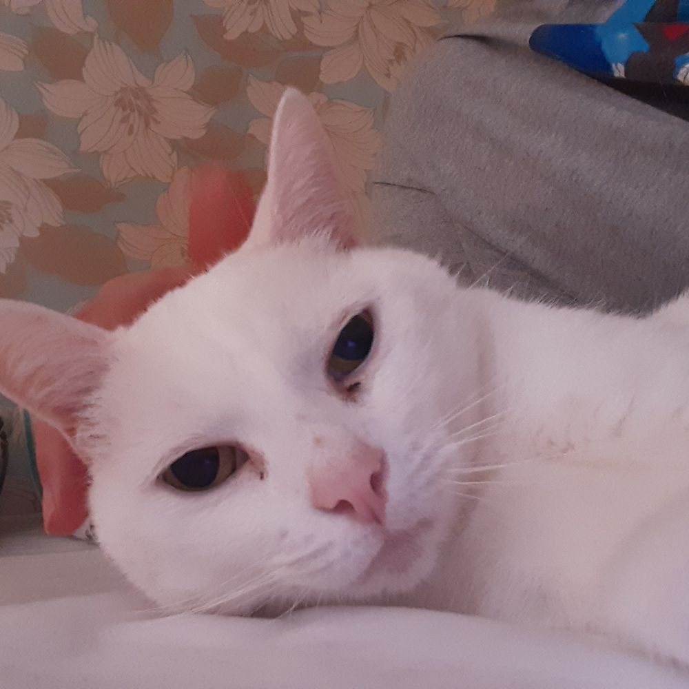 Human Slave To Sooty & Snowy