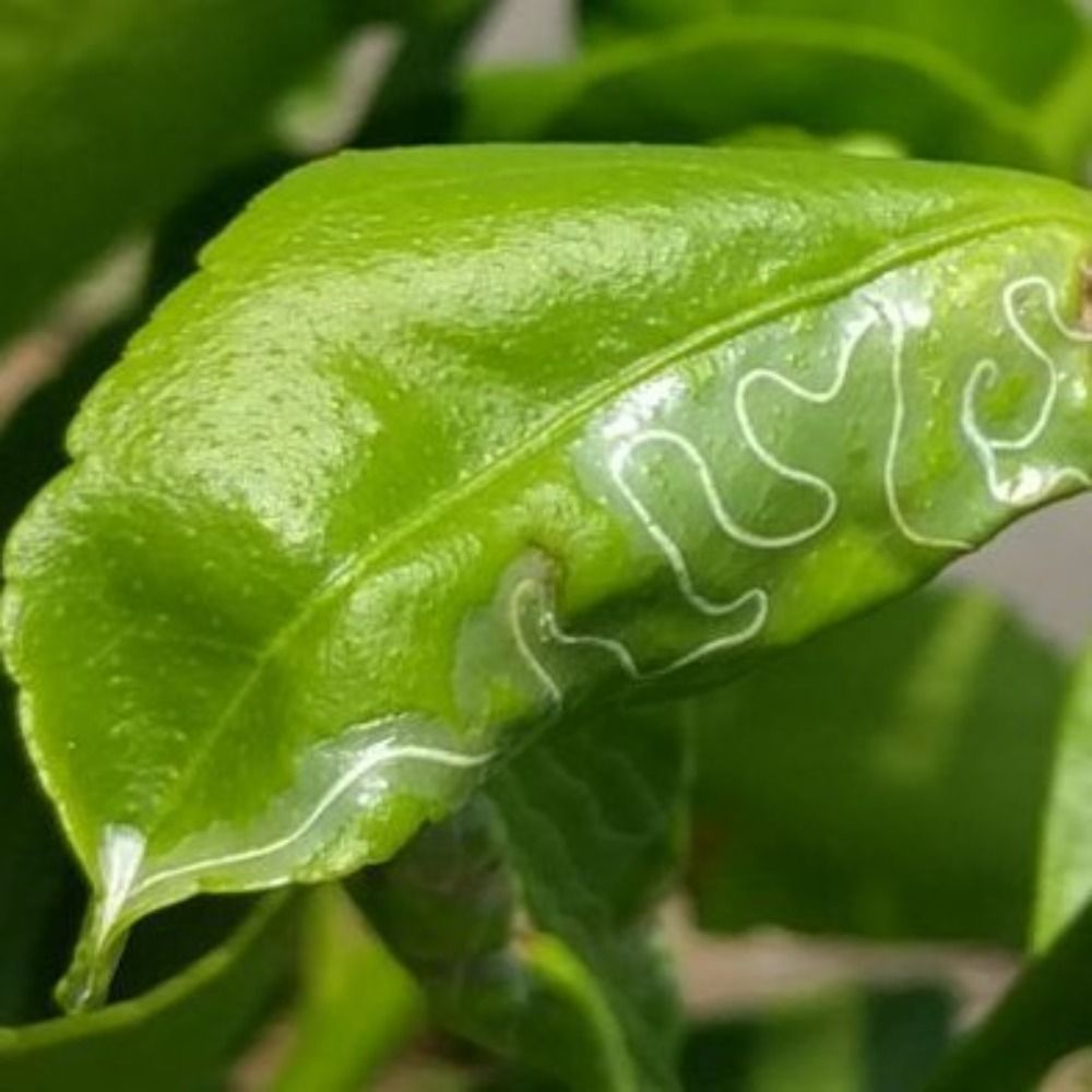 🍊leafminer on🏔️