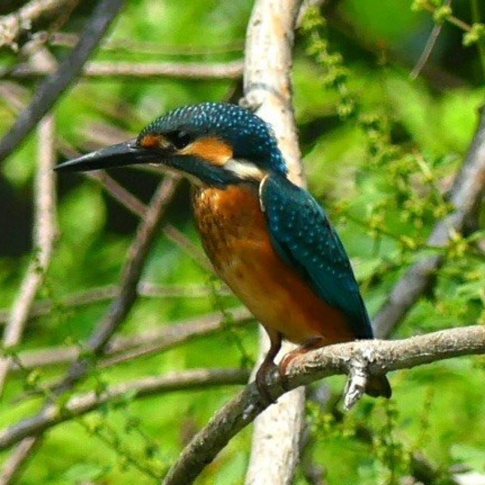 doko
