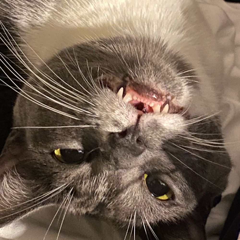 Grimm