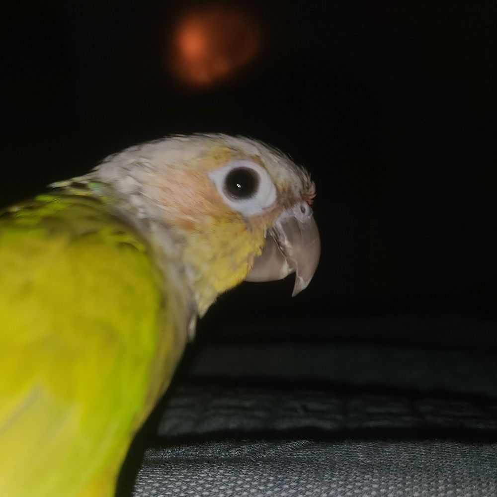 Zeltis