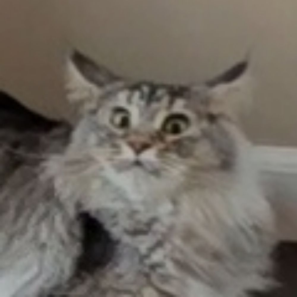 The Pawtistics