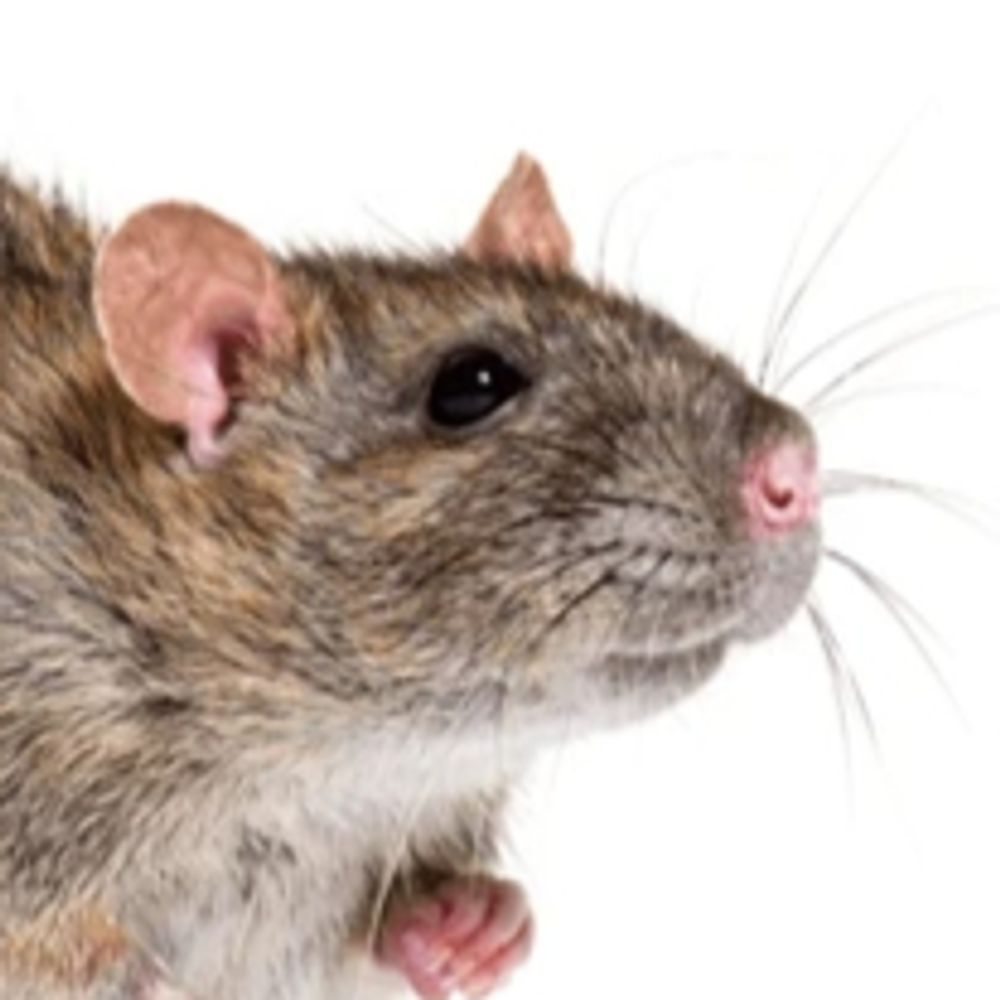 King of Rodents