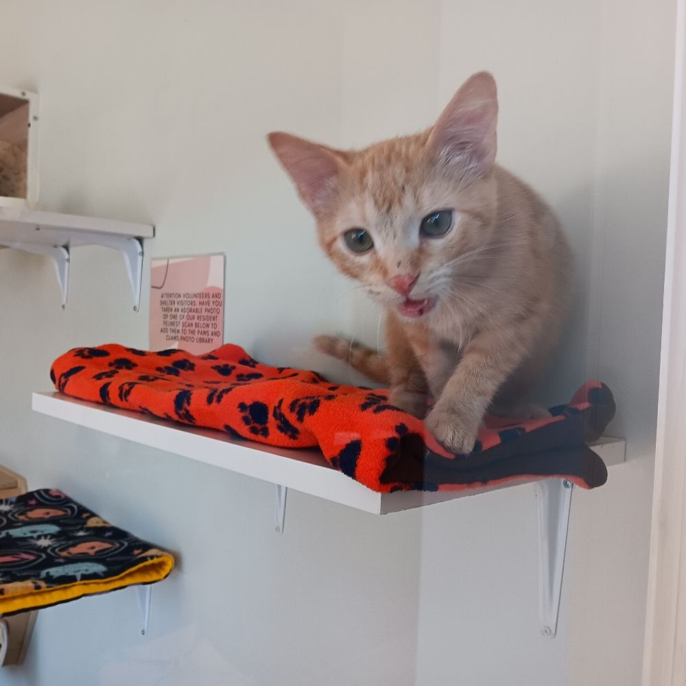 AllTheMeows