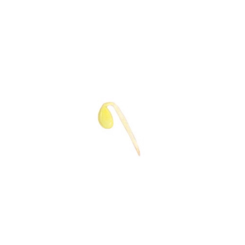 おまめ