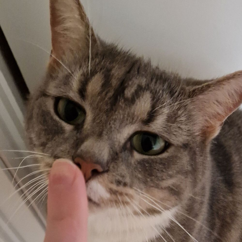 Bungiii