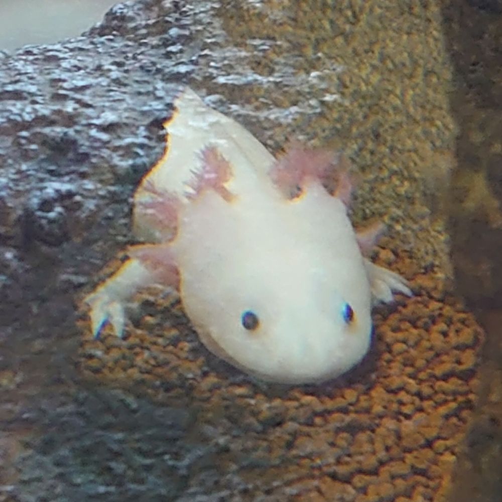 みっど