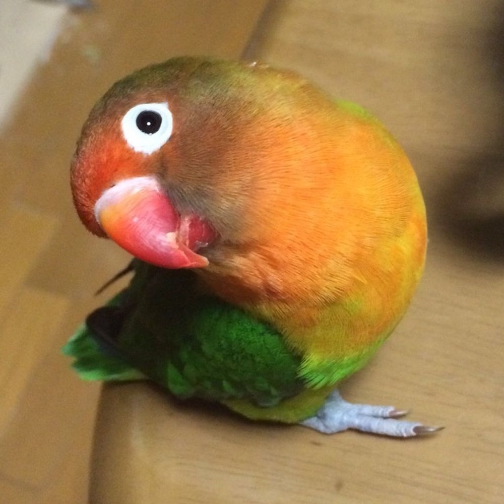 とむ💜💙⛸️