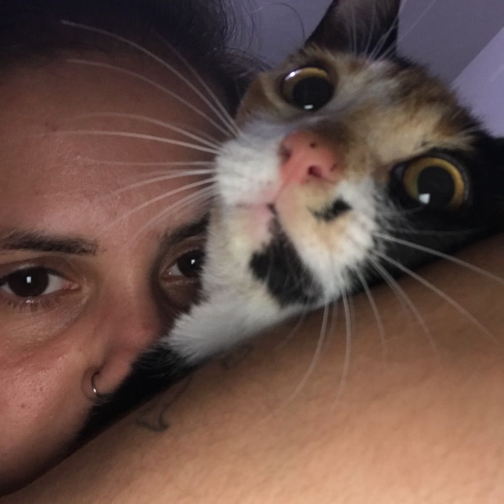 Vitelo
