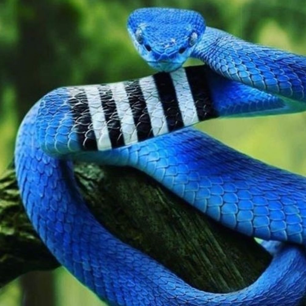 TheBlackpirribjj