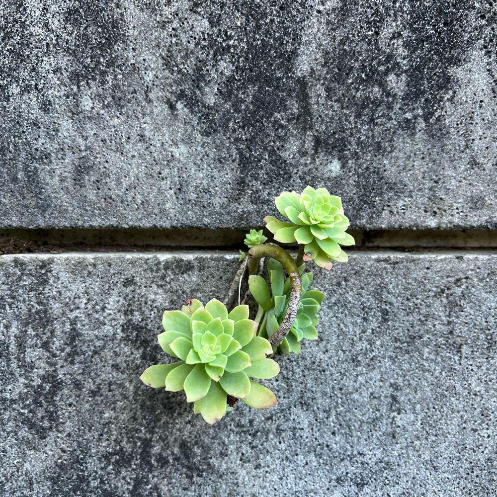 Mimoone