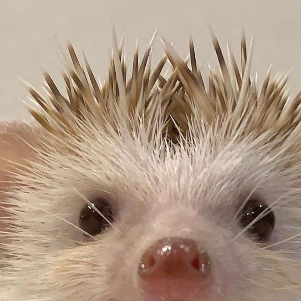 sadi