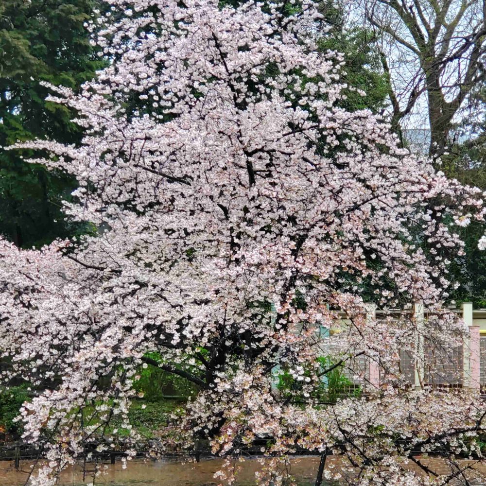 翠雨