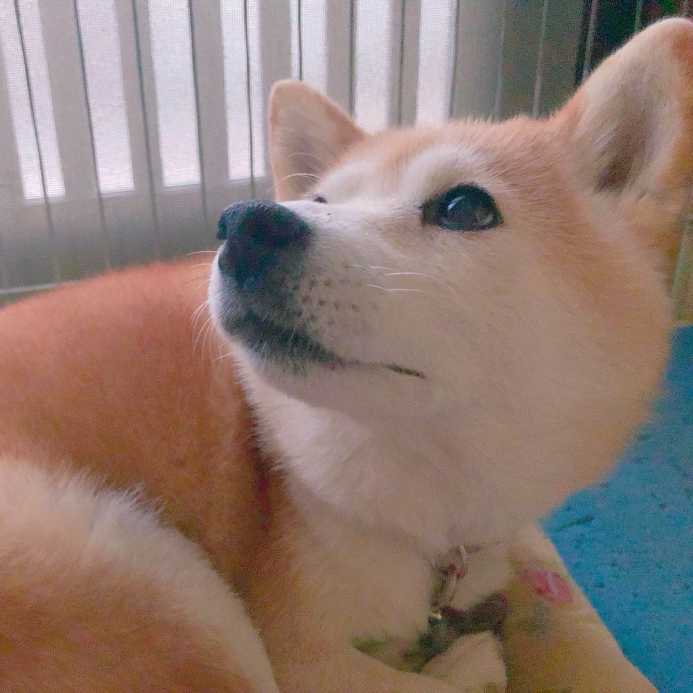 ちほ
