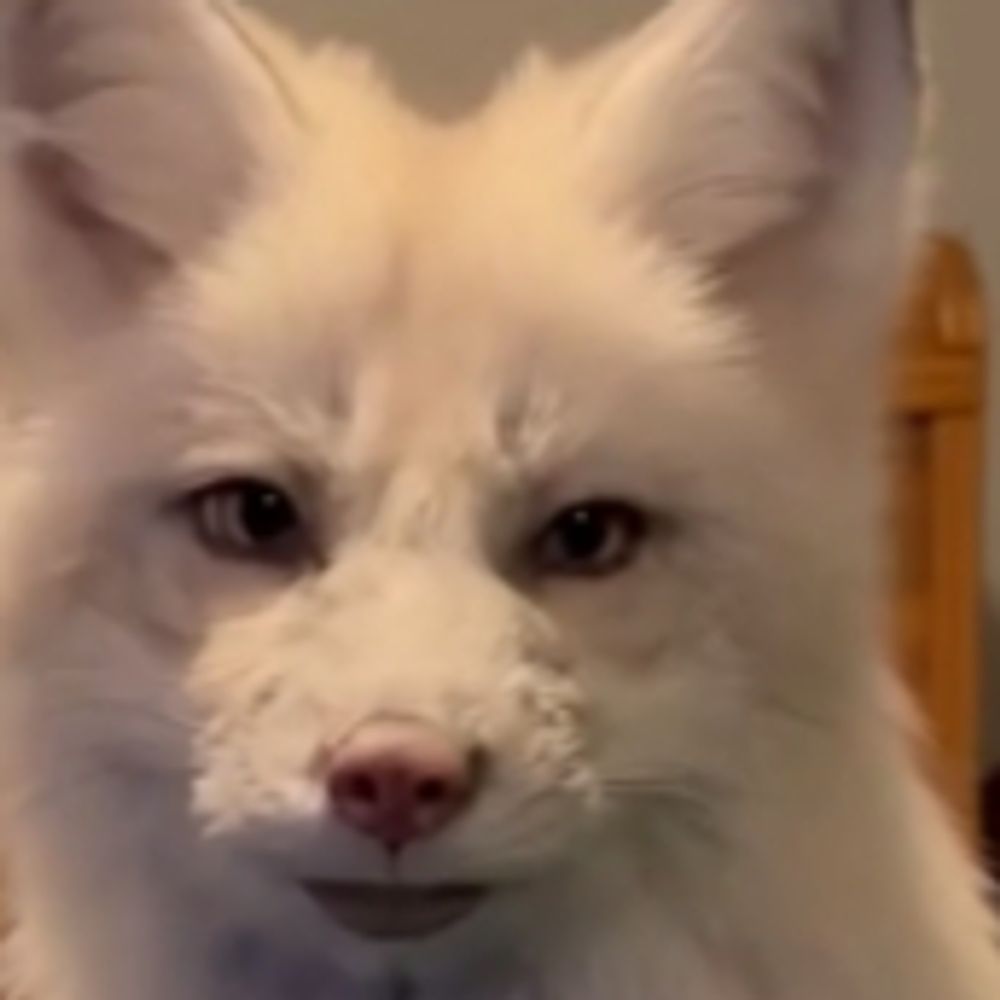 Puppisa