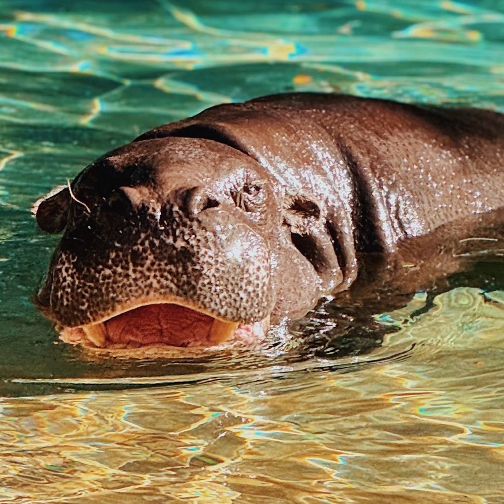 𝐊𝐚𝐭𝐞𝐥𝐢𝐧