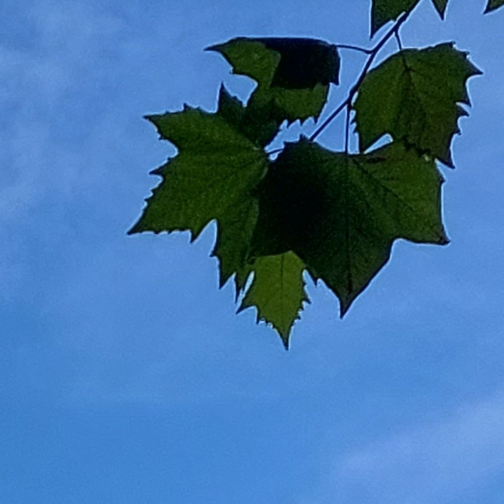 Lila Laune Mond