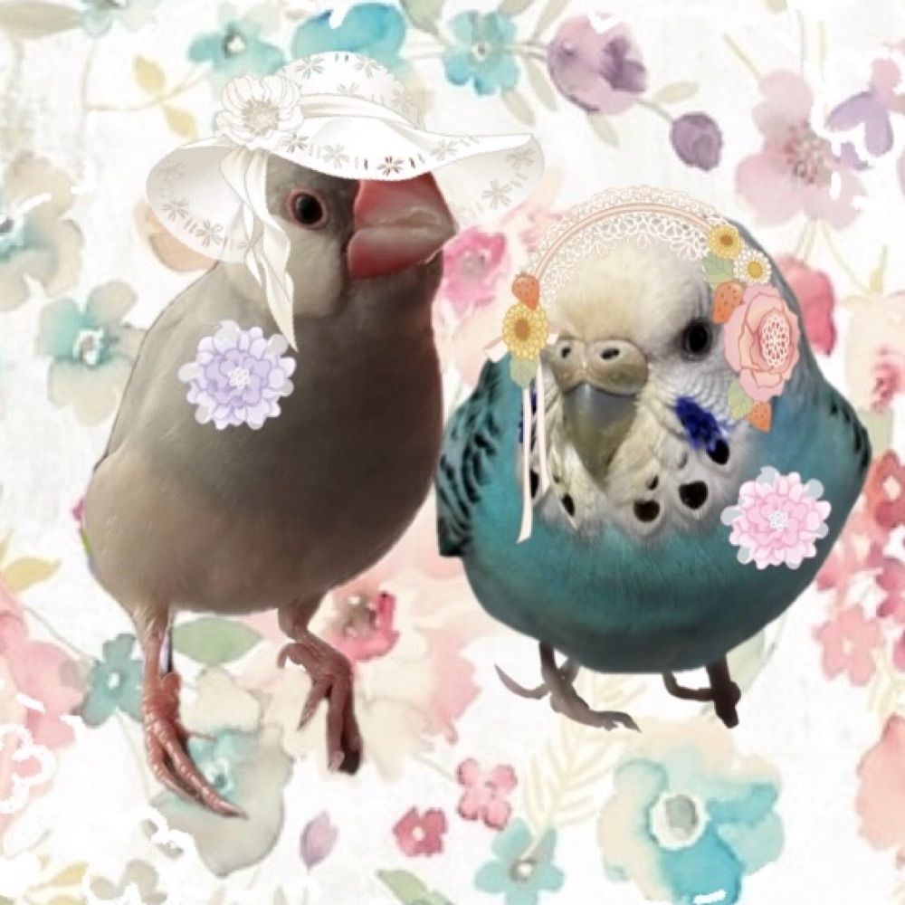 ˎ₍•ʚ•₎ˏつぐみˎ₍•ʚ•₎ˏ