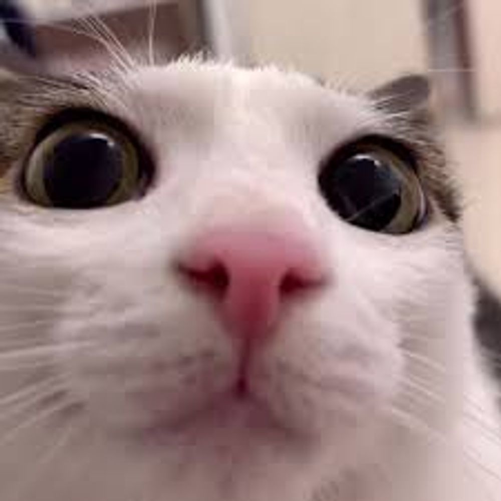Ants Likes Cats
