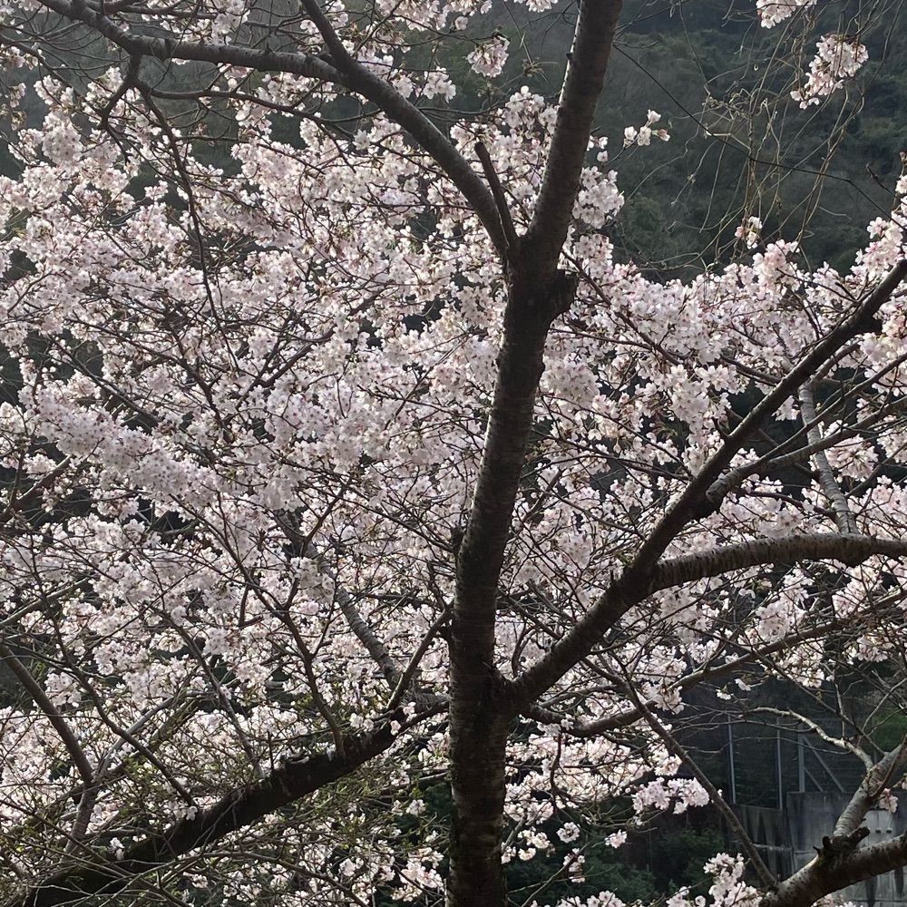ふけこ