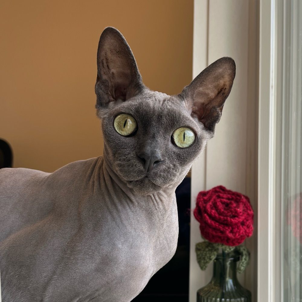 Squid the Sphynx