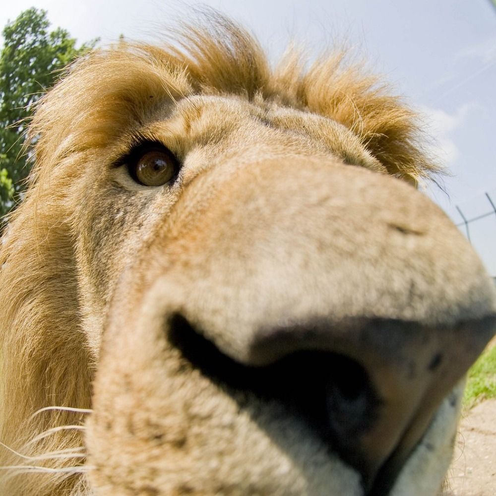 Lionbrains
