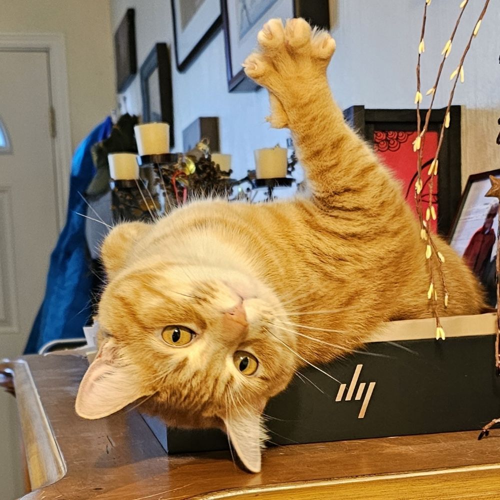 Derpy McFluffypants