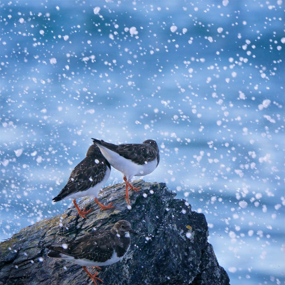 Dimanche Ornitho
