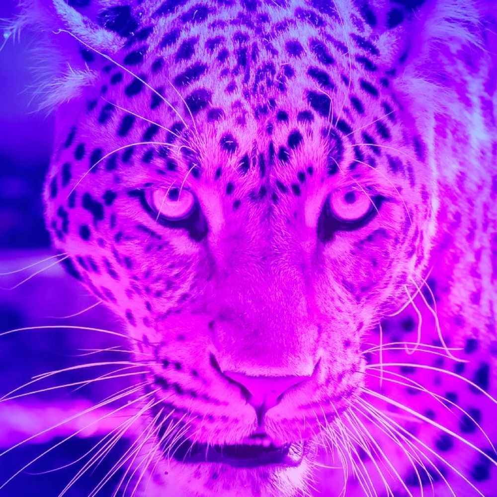 🐆💖 Panther 💖🐆