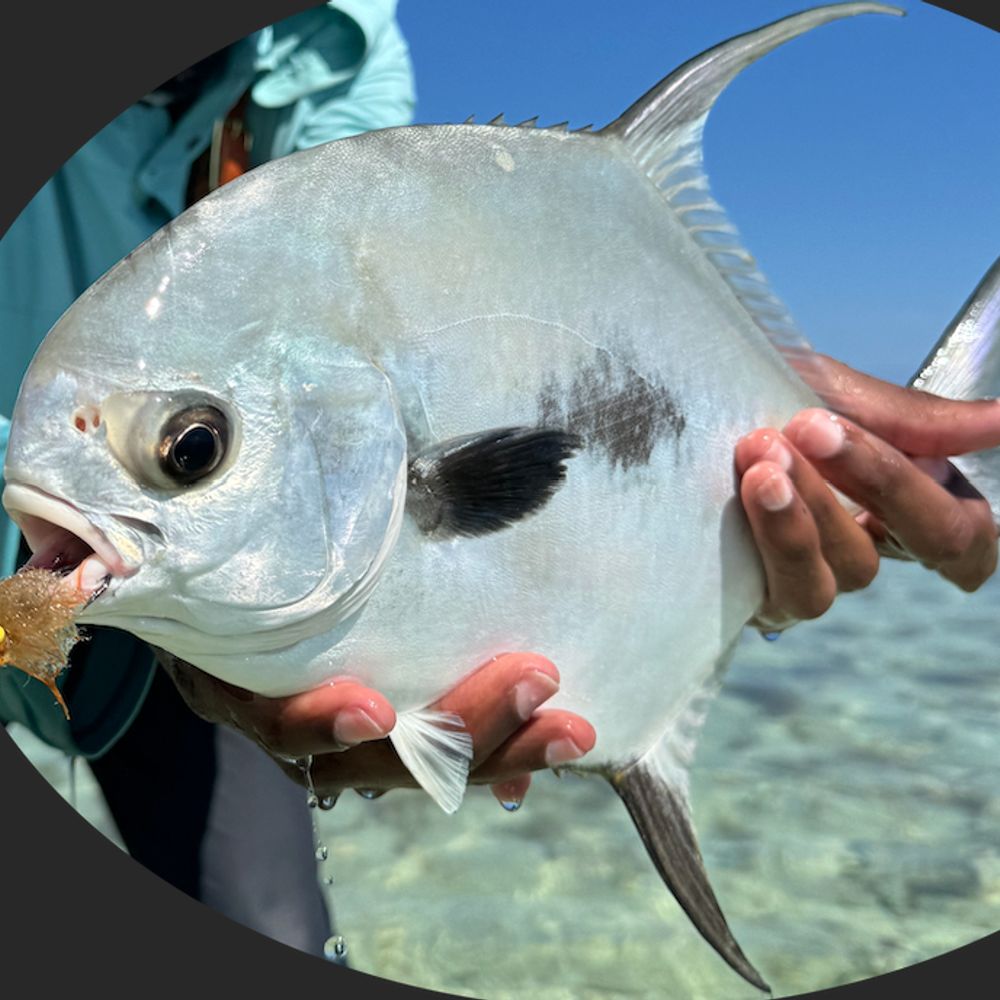 Fly Fishing News and Memes and Content