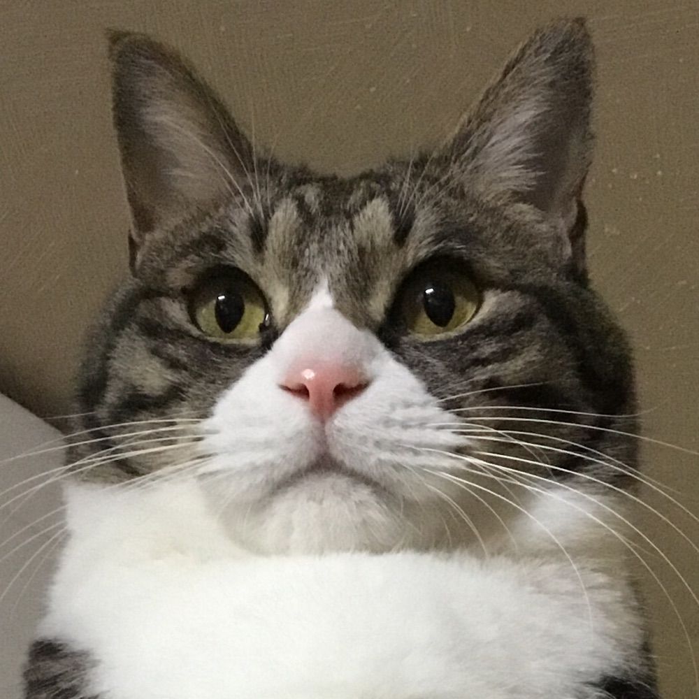 燻猫(いぶりぬっこ)